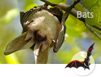 Monitor Bats
