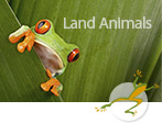 Monitor Land Animals
