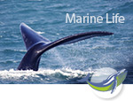 Monitor Marine Life