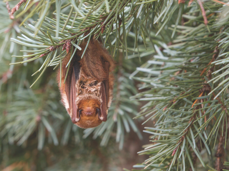 Eastern Red Bat (Lasiurus borealis) Hanging in Tree