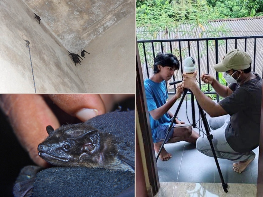 EcoOopsies Blog_Saccolaimus saccolaimus_Pasindu Dilshan Abegunawardhana