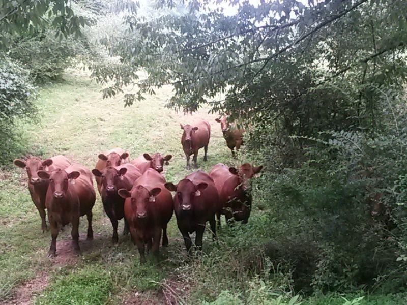 EcoOopsies_Cows_Credit Darrian Washinger