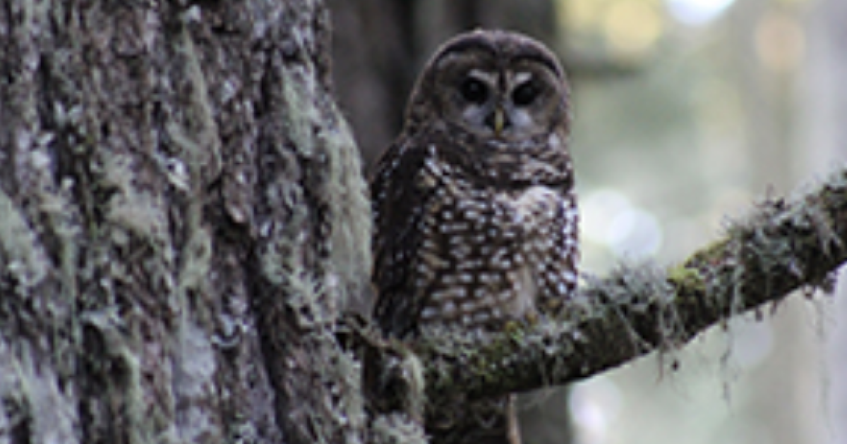 Tracking Threatened Northern Spotted Owls Using… | Wildlife Acoustics