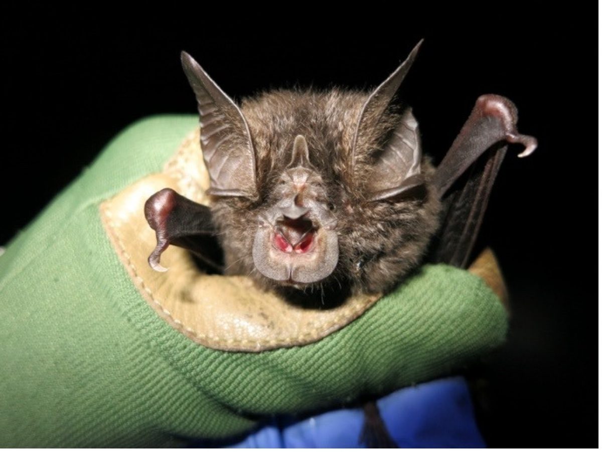 máscara Mar Mendicidad Endangered African Bat Species Rediscovered… | Wildlife Acoustics
