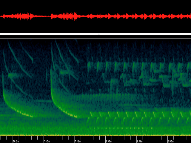 Oscillogram vs. Spectrogram