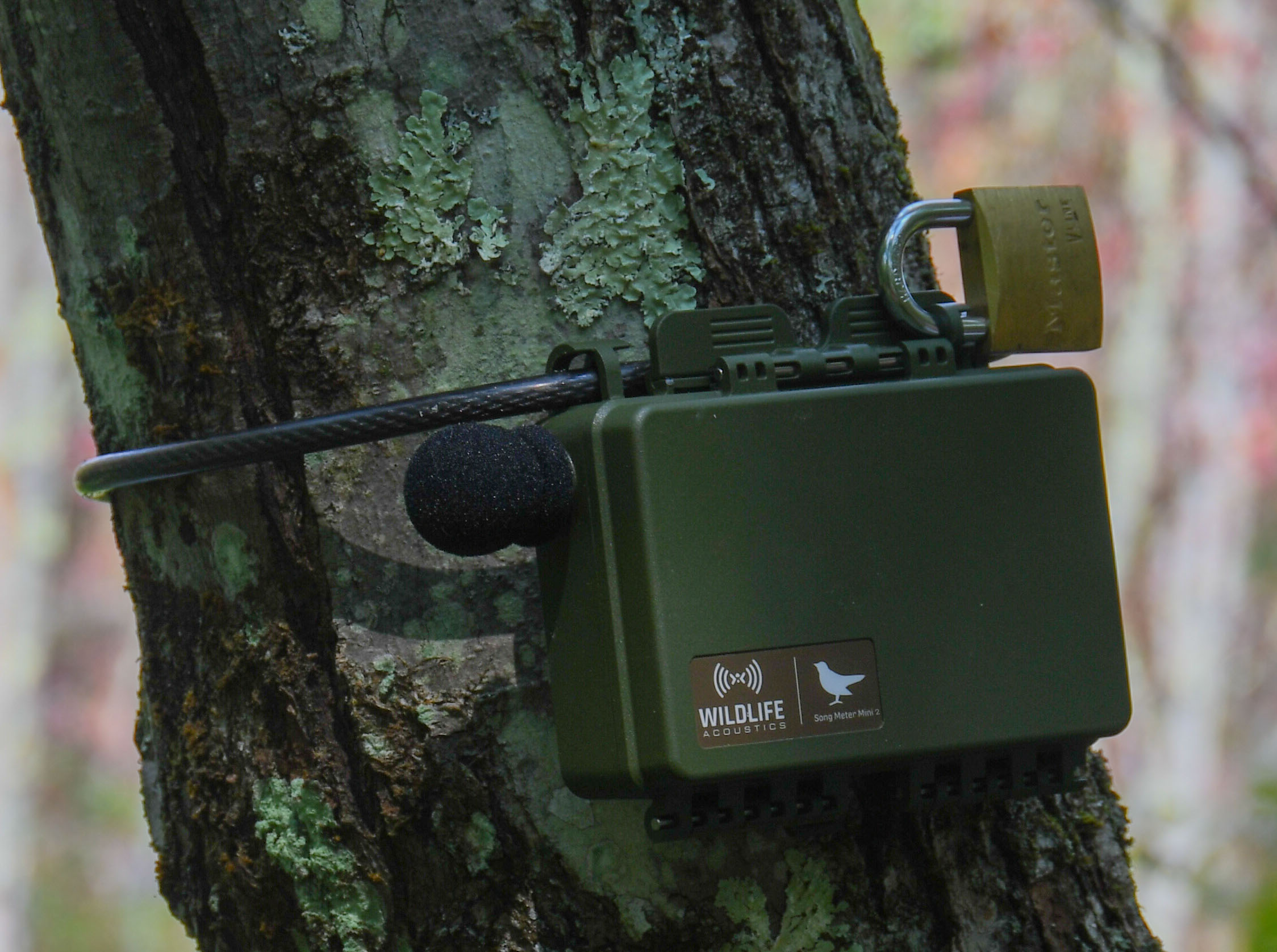 Un câble antivol et un cadenas peuvent être installés simultanément.